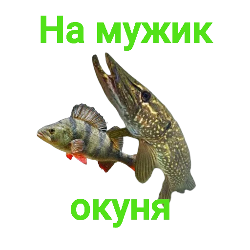 🫳 Стикер «Щука и Окунь Мемы» для Telegram