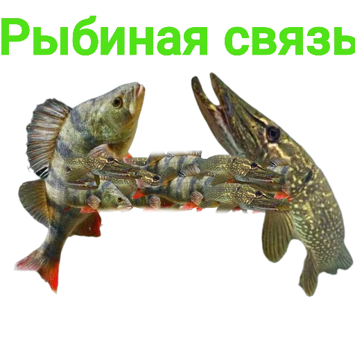 🔛 Стикер «Щука и Окунь Мемы» для Telegram