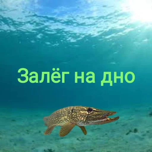 🥷 Стикер «Щука и Окунь Мемы» для Telegram