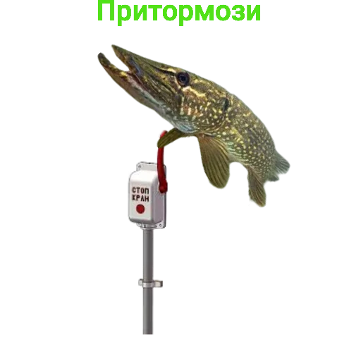 ⛔️ Стикер «Щука и Окунь Мемы» для Telegram