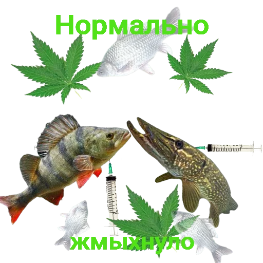 💉 Стикер «Щука и Окунь Мемы» для Telegram