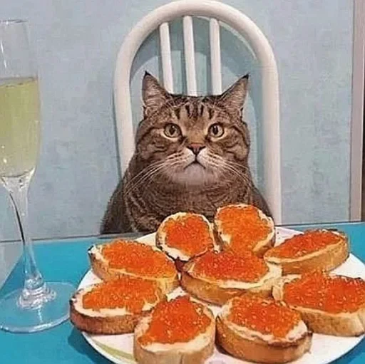 🤩 Стикер «нг котики» для Telegram