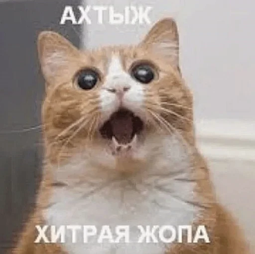 🤩 Стикер «нг котики» для Telegram