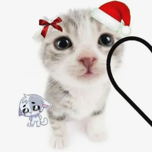 🤩 Стикер «нг котики» для Telegram