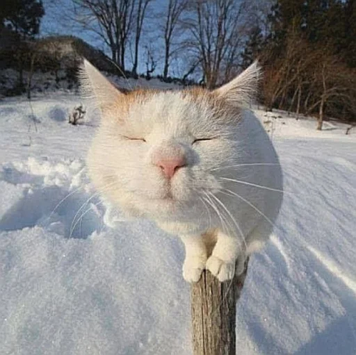 🤩 Стикер «нг котики» для Telegram