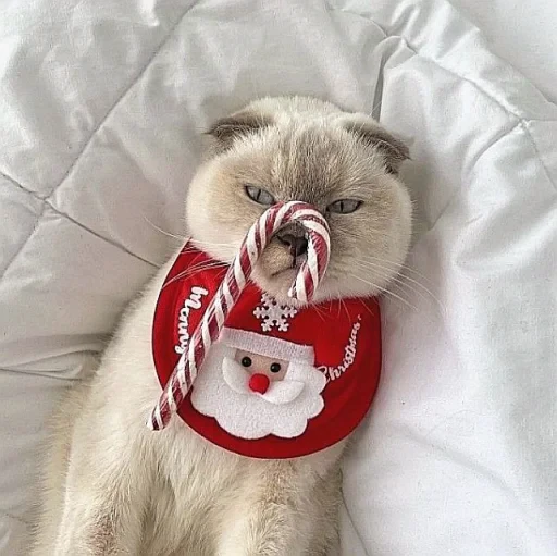 🤩 Стикер «нг котики» для Telegram