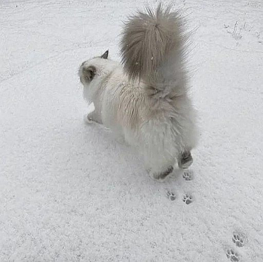 🤩 Стикер «нг котики» для Telegram