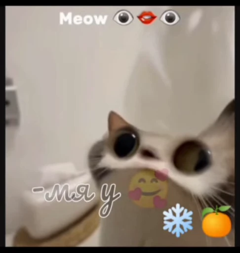 🤩 Стикер «нг котики» для Telegram