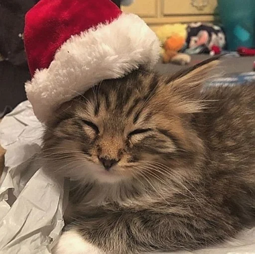 🤩 Стикер «нг котики» для Telegram