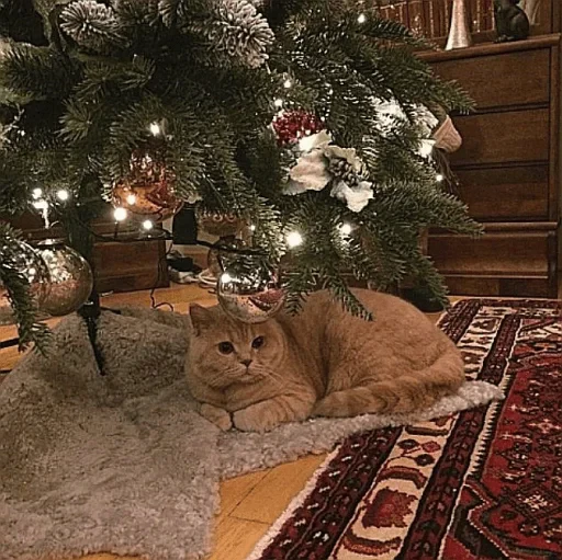 🤩 Стикер «нг котики» для Telegram