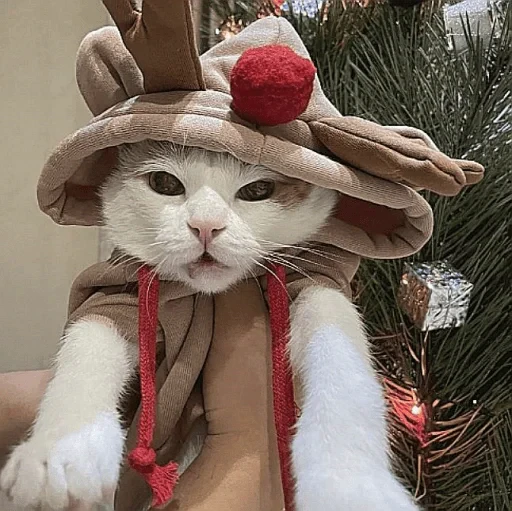 🤩 Стикер «нг котики» для Telegram