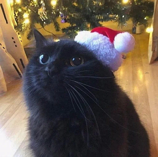 🤩 Стикер «нг котики» для Telegram