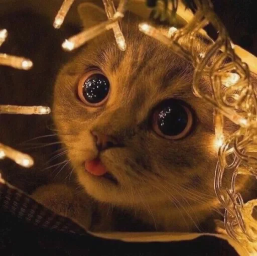 🤩 Стикер «нг котики» для Telegram