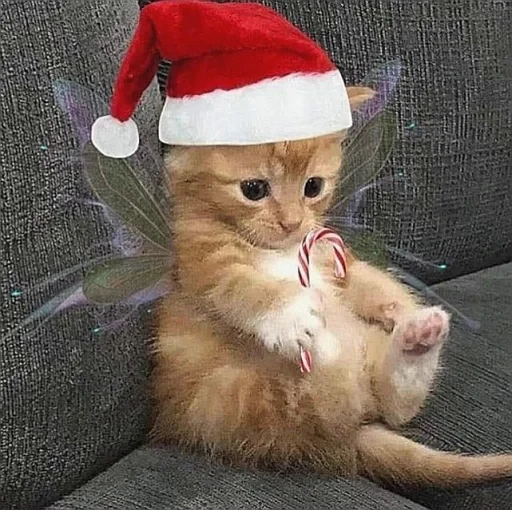 🤩 Стикер «нг котики» для Telegram
