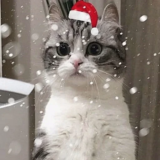 🤩 Стикер «нг котики» для Telegram