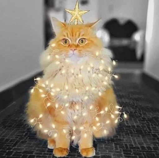 🤩 Стикер «нг котики» для Telegram
