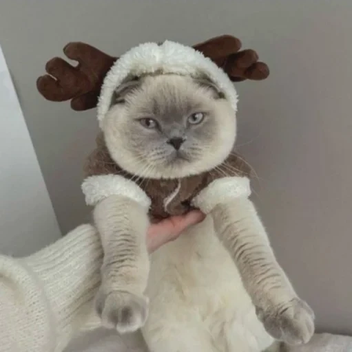 🤩 Стикер «нг котики» для Telegram