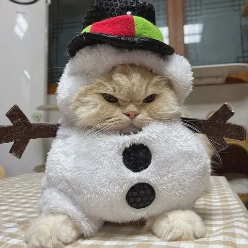 🤩 Стикер «нг котики» для Telegram