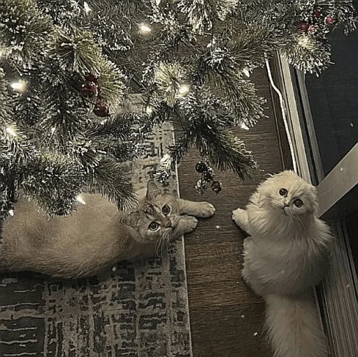 🤩 Стикер «нг котики» для Telegram