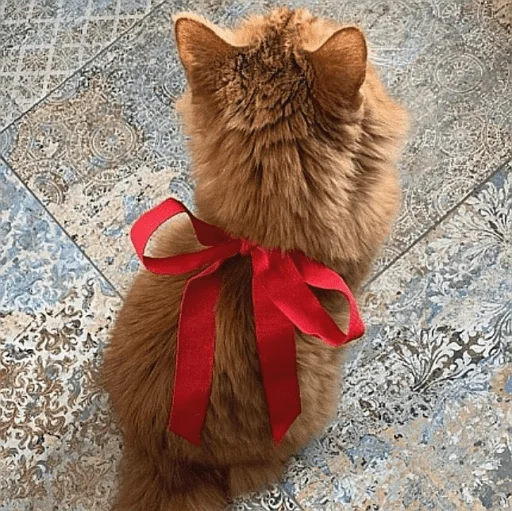 🤩 Стикер «нг котики» для Telegram