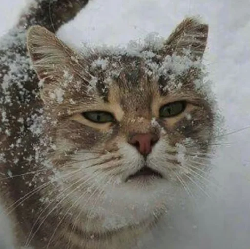 🤩 Стикер «нг котики» для Telegram