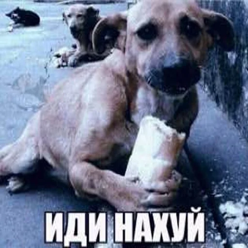 ✌ Стикер «ниа дебич» для Telegram