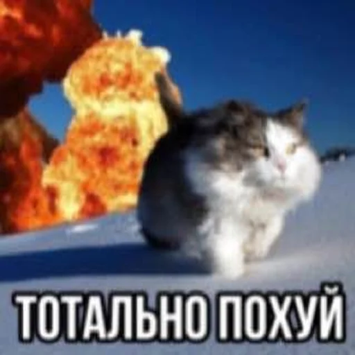 😂 Стикер «ниа дебич» для Telegram