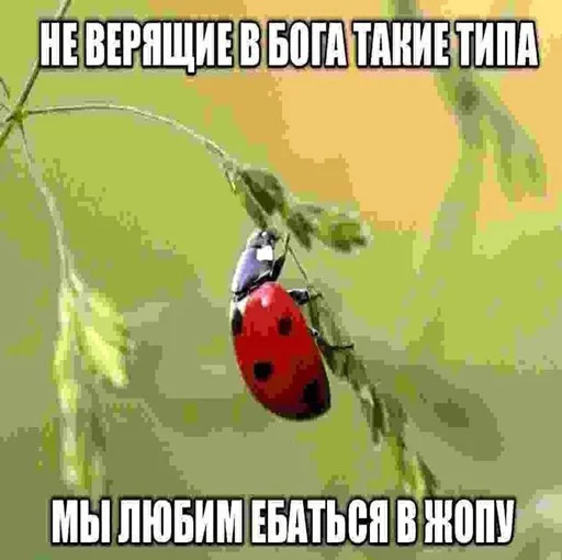 🔞 Стикер «ниа дебич» для Telegram