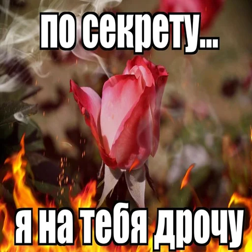 🤭 Стикер «ниа дебич» для Telegram