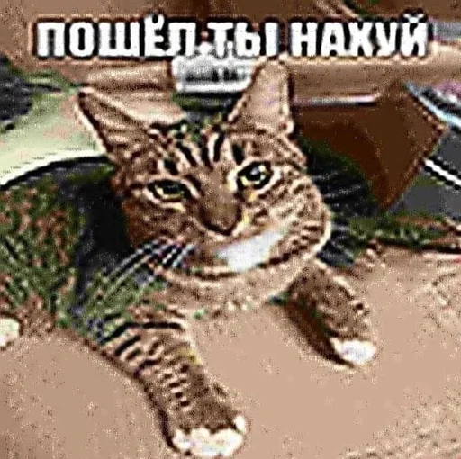 😟 Стикер «ниа дебич» для Telegram