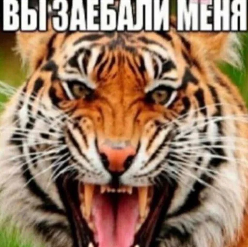 😡 Стикер «ниа дебич» для Telegram