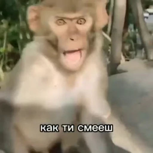🐵 Стикер «Monkeys Memes» для Telegram