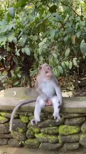 🐵 Стикер «Monkeys Memes» для Telegram