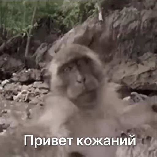 🐵 Стикер «Monkeys Memes» для Telegram