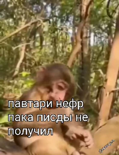 🐵 Стикер «Monkeys Memes» для Telegram