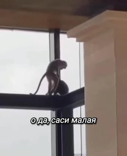 🐵 Стикер «Monkeys Memes» для Telegram
