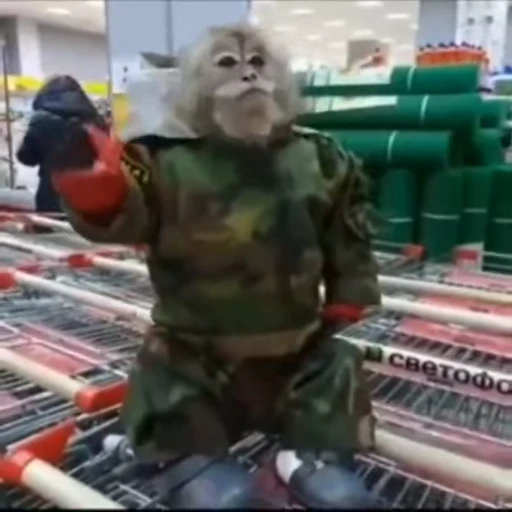 🐵 Стикер «Monkeys Memes» для Telegram