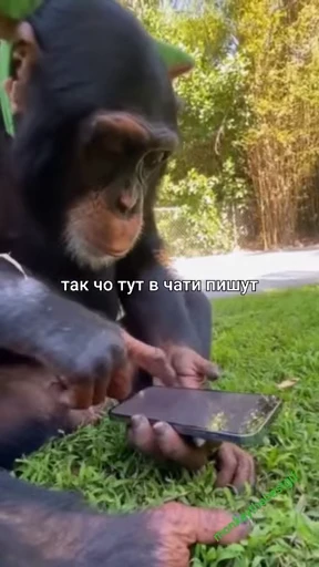 🐵 Стикер «Monkeys Memes» для Telegram
