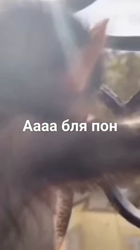 🐵 Стикер «Monkeys Memes» для Telegram