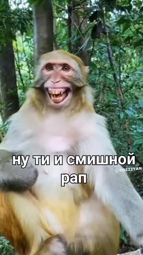 🐵 Стикер «Monkeys Memes» для Telegram