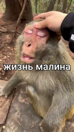 🐵 Стикер «Monkeys Memes» для Telegram