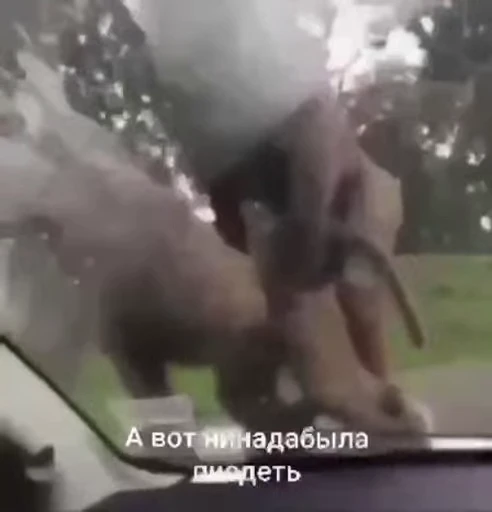 🐵 Стикер «Monkeys Memes» для Telegram