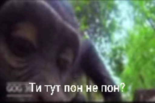 🐵 Стикер «Monkeys Memes» для Telegram