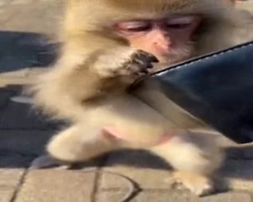 🐵 Стикер «Monkeys Memes» для Telegram