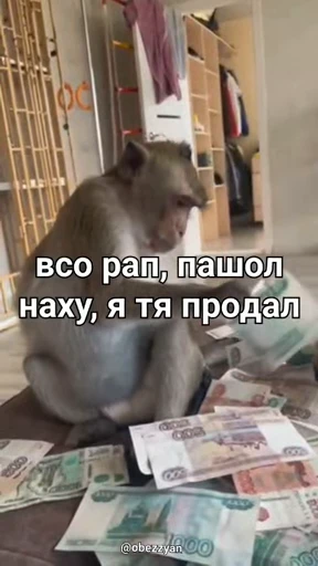 🐵 Стикер «Monkeys Memes» для Telegram