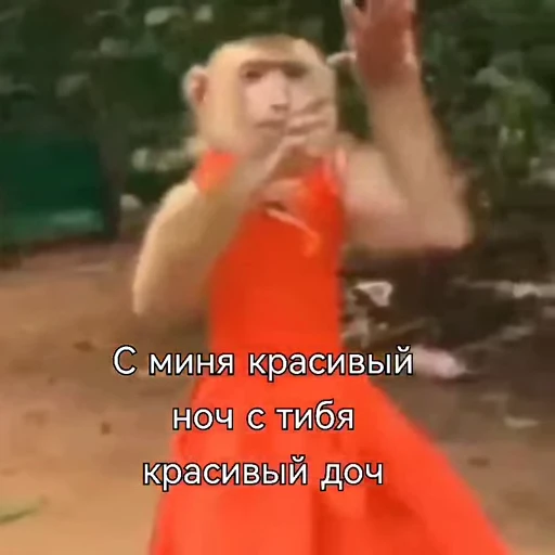 🐵 Стикер «Monkeys Memes» для Telegram