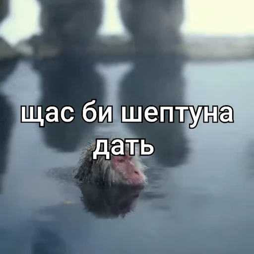 🐵 Стикер «Monkeys Memes» для Telegram