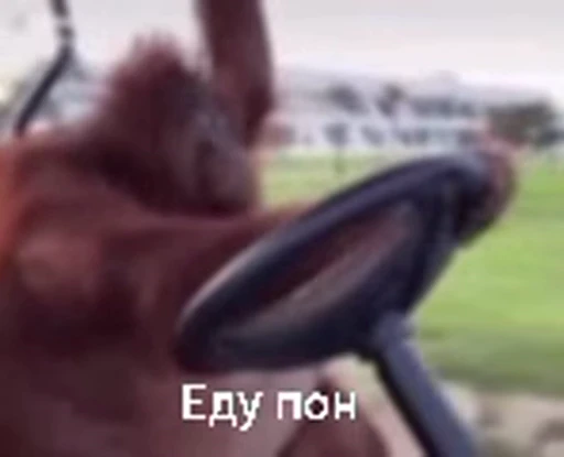 🐵 Стикер «Monkeys Memes» для Telegram
