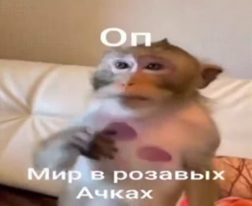 🐵 Стикер «Monkeys Memes» для Telegram