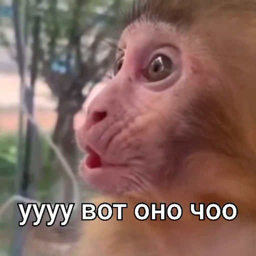 Стикерпак Monkeys Memes для Telegram